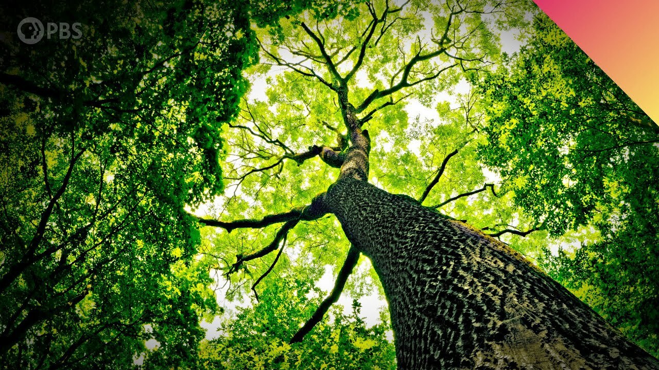 Why do Trees Talk to Each Other? Science